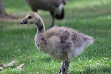 Young Goose 