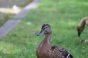 Ducks