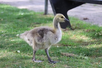 Young Goose 