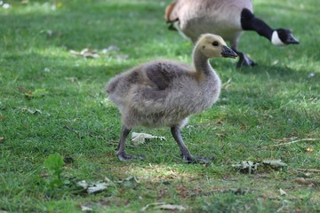 Young Goose 