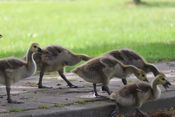Group of young geese