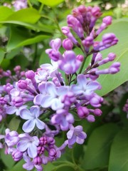blooming lilac in the city Park   