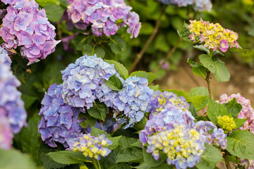 Hydrangeas (Hydrangea macrophylla) or Hortensia flowers  blossom in Yangming Mountain, Taiwan.
