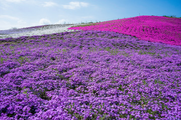 美しい芝桜