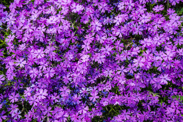 Fototapeta premium 美しい芝桜
