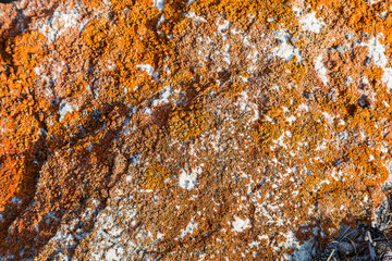 Orange lichens on the gray stone. The indicator of the purity of the environmental situation