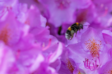 Abeilles