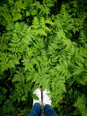 White sneakers among fresh green spring plants. Hipster toned smartphone photo.