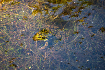 Frogs in a pond