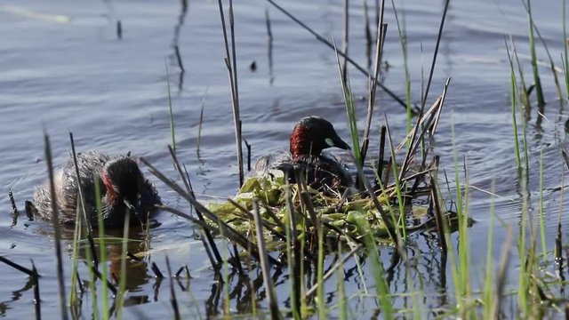 A pair of cute Little Grebe, Tachybaptus ruficollis, building their nest in the reeds at the edge of a river.