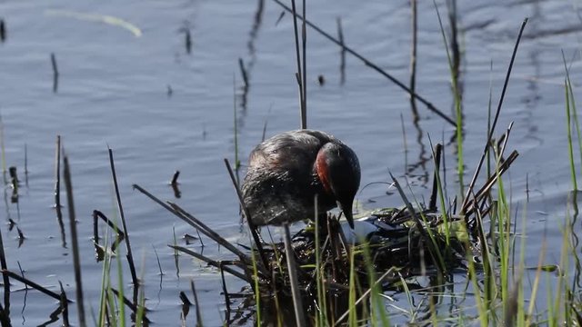 A pair of cute Little Grebe, Tachybaptus ruficollis, building their nest in the reeds at the edge of a river. The first egg has just been laid.