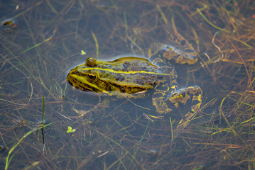 Frogs in a pond