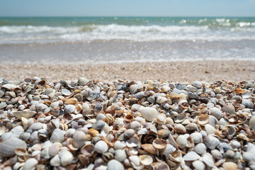 Selective focus seashells close up sea beach