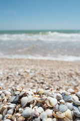 Selective focus seashells close up sea beach