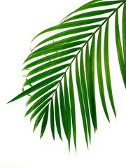 Tropical palm leaf on white background