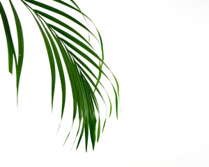 Tropical palm leaf on white background