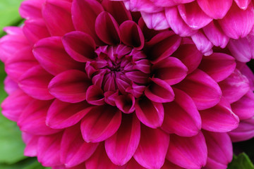 Bright and juicy pink chrysanthemum flower close up