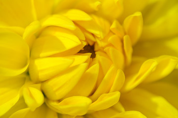 Bright and juicy yellow chrysanthemum flower close up