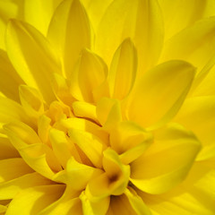 Bright and juicy yellow chrysanthemum flower close up