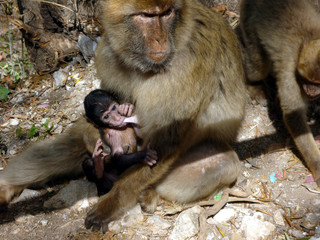 Gibraltar monkeys - obrazy, fototapety, plakaty