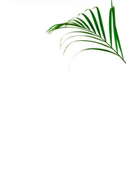 Tropical palm leaf on white background