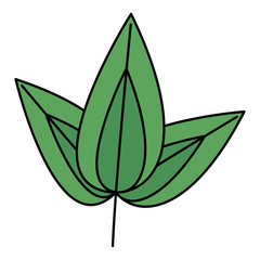 leaf foliage natural botanical