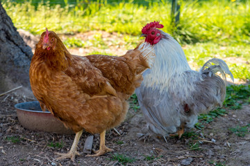 cock and hen
