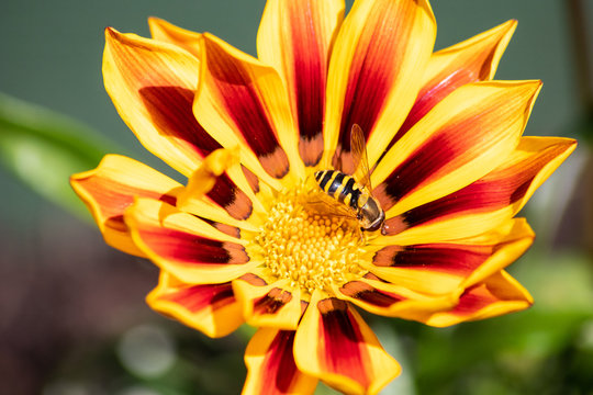 Hoverfly sat on a Gazania Flower