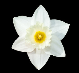 Obraz na płótnie Canvas Single white daffodil flower top view. Beautiful narcissus flower head isolated on black background