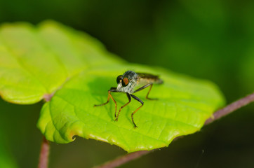 シオヤムシヒキ