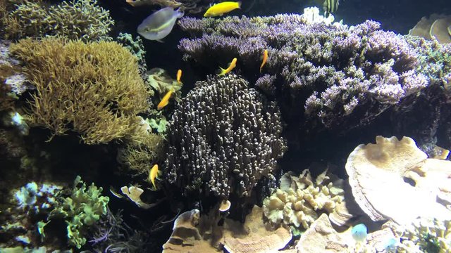 Korallen mit Fischarten aus dem Indischen Ozean bei den Mavediven