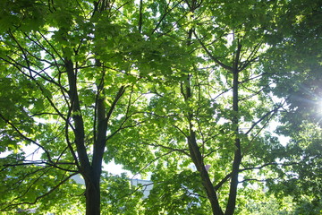 The sun shines through the leaves of the trees