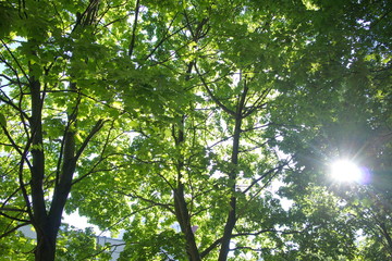 The sun shines through the leaves of the trees