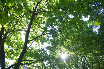 Fototapeta na wymiar The sun shines through the leaves of the trees