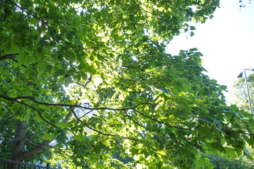 Fototapeta na wymiar The sun shines through the leaves of the trees