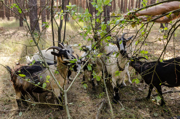goats eat leaves and grass in the forest