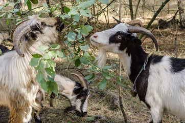 Naklejka na ściany i meble goats eat leaves and grass in the forest