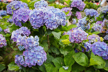 Hydrangeas (Hydrangea macrophylla) or Hortensia flowers  blossom in Yangming Mountain, Taiwan.