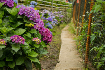 Hydrangeas (Hydrangea macrophylla) or Hortensia flowers  blossom in Yangming Mountain, Taiwan.