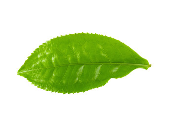 Fototapeta na wymiar Green tea leaf isolated over white background