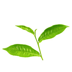 Green tea leaf isolated over white background