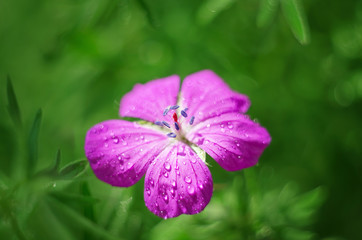 Fototapeta na wymiar Forest geranium flower, close-up. Flowering in summer in nature. Selective focus
