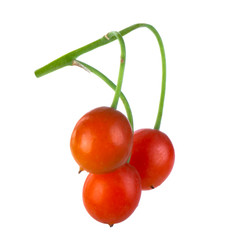 branch of may lily berries isolated on white background