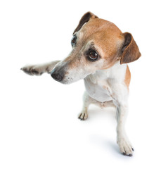 Dancing funny small dog. White background. Hipster waving pet