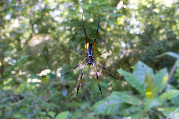 A beautiful spider in La Digue
