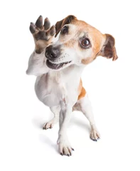 Fototapeten Friendly waving paw dog. Small joy pet. Enjoying life positive dog © Iryna&Maya