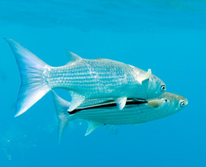 A remora fish