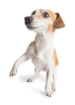 Active dancing movimg funny dog JAck Russell terrier on white background.