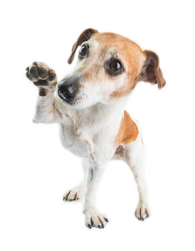 Dog welcoming waving paw. Friendly lovely dog. White background. Happy dancing pet