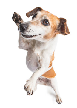 Lovely dancing small dog. Jack Russel terrier having fun. White background